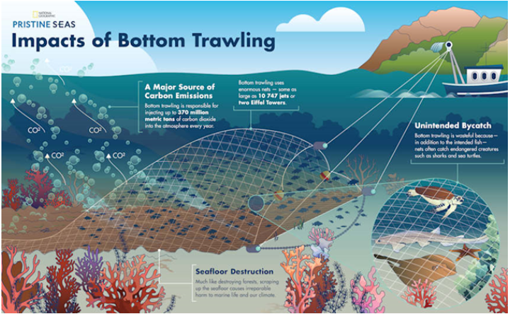 Impacts of Bottom Trawling